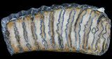Polished Mammoth Molar Slice - South Carolina #39007-2